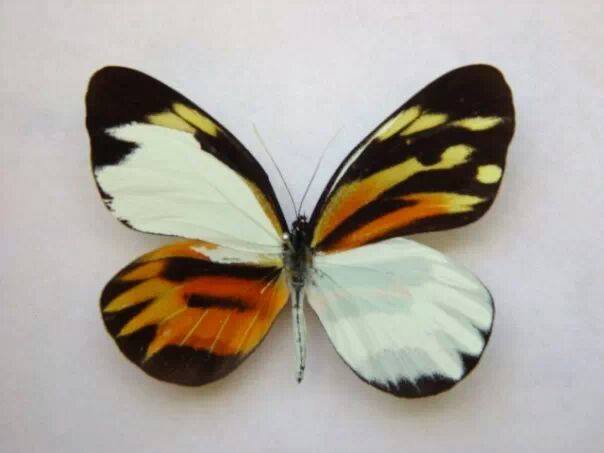 Gynandromorph unid  Internet Image property of respective owner, non-commercial use only